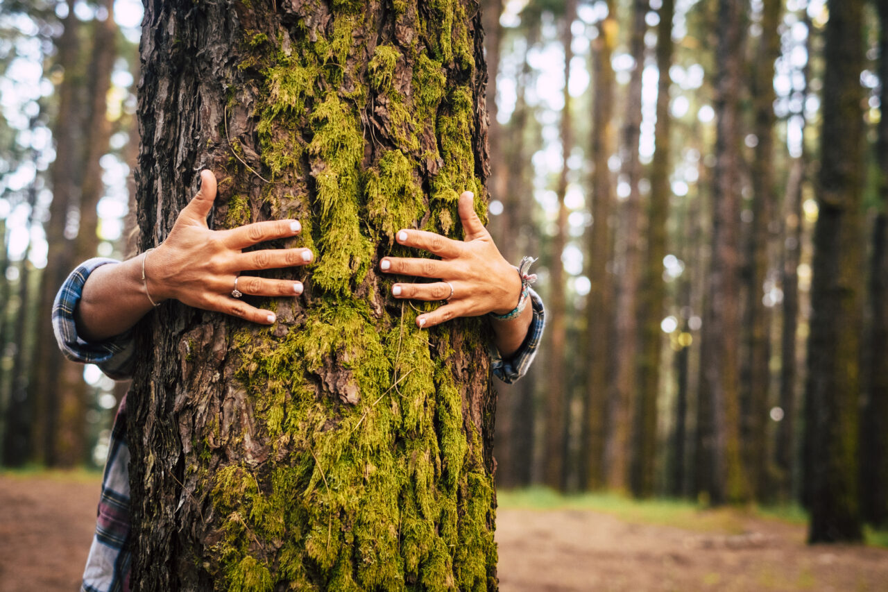 tree hugging